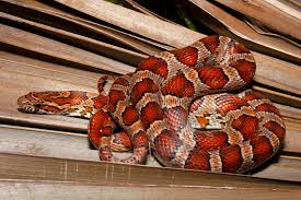 While the bite from a chicken snake is not venomous in most cases, it is usually extremely painful. Red Cornsnake Florida Snake Id Guide