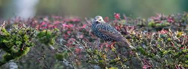 Some of the cities with in san diego we install bird deterrents in include but not limited to alpine, bonita, balboa park, cardiff by the sea, carlsbad, chula vista, coronado, crest, del mar, downtown san diego, el cajon. European Starling Control Western Exterminator