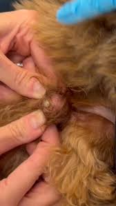 Image result for cuterebriasis in dogs