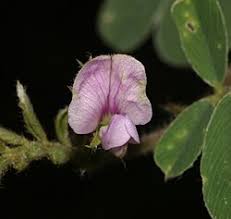 Image result for Tephrosia pumila