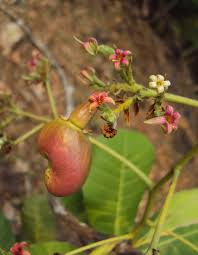 Image result for Anacardium occidentale