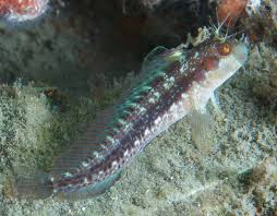 Image result for Blepharis buchneri