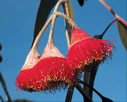 Pacific Horticulture Society | Small Eucalyptus for Western Gardens