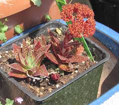 Image result for Crassula alba