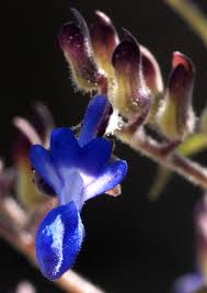 Image result for Coleus thyrsoideus