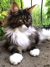 Black And White Tabby Maine Coon Pin On Maine Coon Cats