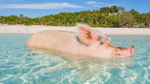Viaje A La Sorprendente Y Polemica Playa De Los Cerdos En Bahamas No creo que se trate de un insulto. playa de los cerdos en bahamas