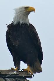 Birds Of Prey In Georgia Usa Eagle At Port Hardy Port Townsend Washington Bald Eagle Port Townsend