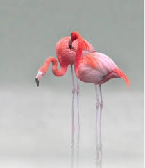 Just We Two By Anna C Flamingo Wall Art Flamingo Art Flamingo