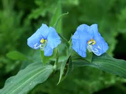 Image result for Commelina saxosa