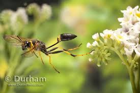 Yellow jackets are most commonly known for their yellow and black striped bodies. Michael Durham Photography Www Durmphoto Com Black And Yellow Mud Dauber Wasp Sceliphron Caementarium Black N Yellow Wasp Mud