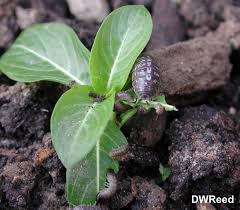 I have given up on planting anything from seed in my garden. A Roly Poly Invasion Insects In The City