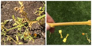 Image result for tomato seedling fusarium wilt