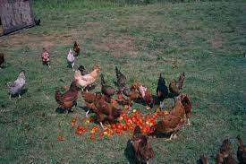 Semua halaman dengan judul mengandung kata ayam petelur. File Freerangechickens Jpg Wikipedia