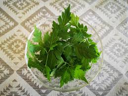 mudakathan keerai tamil is a creeper the casual gardener facebook mudakathan keerai tamil is a creeper