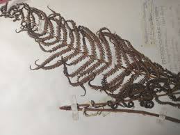 Image result for Pseudocyclosorus