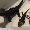 We treat all our birds, reptiles and other exotic pets as part of the family. 1