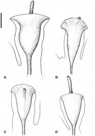 Image result for Crepidomanes chevalieri