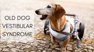 However, one hallmark symptom associated with brain tumors in dogs is seizures, which can be severe. Old Dog Vestibular Syndrome Animals Of The Pacific Northwest