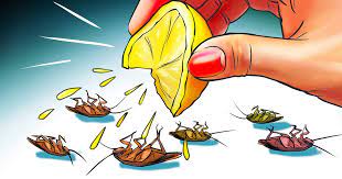 When that hard work is threatened by pests a gardener should do their best to remove the threat and prevent it from returning. How To Get Rid Of 10 Kinds Of Pests That Invade Your Home