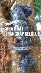 Video ini adalah cara memotong dan membuat sarang lebah kelulut atau sarang linot untuk budidaya. Cara Buat Perangkap Kelulut