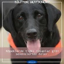 Kopekler Hakkinda Sasirtici 16 Bilgi