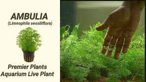 Image result for Limnophila indica