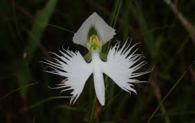 Image result for Habenaria edgarii