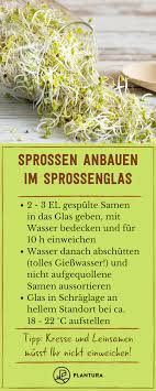 Sprossenglas So Gelingt Der Anbau Im Glas Plantura Anbau Der Gelingt Glas Homemaint In 2020 Sprossen Pflegemassnahmen Anbau