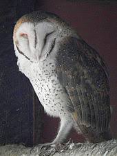 Barn owls make eerie screeching and hissing noises. Barn Owl Wikipedia