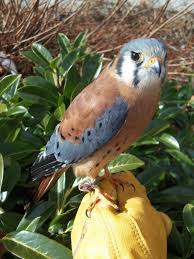 Got To Handle Everett Yesterday He Is A North American Kestral Falcon That Injured His Shoulder By Getting Hit By A Car H Bird Carving American Kestrel Prey