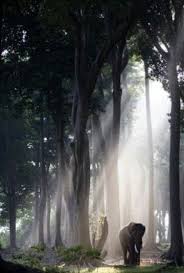 Elephant In Chitwan National Park Nepal A World Heritage Site Learn More About Elephants In Nepal At Elephantcare Org Slony Pejzazhi Zhivotnye