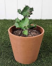 Image result for Euphorbia