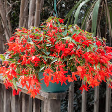 Image result for Baissea viridiflora