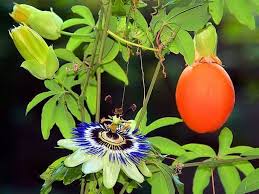 Image Result For Fruit Flower Bud Vine Passiflora Passiflora Caerulea Passion Flower