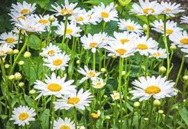 This institution is an equal opportunity provider. 15 Best White Perennial Flowers For Your Garden Gardening Chores