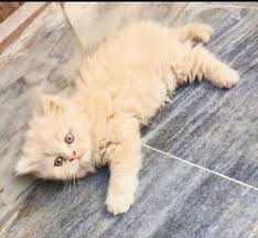 This variety confuses you, but do not worry, pakpets.com, situated in faisalabad pakistan, is one of the. 3 Months Old Ginger Triple Coated Persian Cat For Sale Call Any Time Aiwah Pakistan