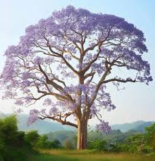 Image result for Paulownia