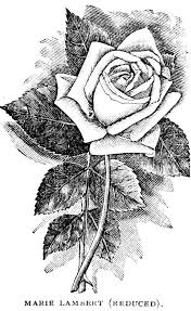 Digital Two For Tuesday Rose Coloring Pages Rose Art Vintage Illustration