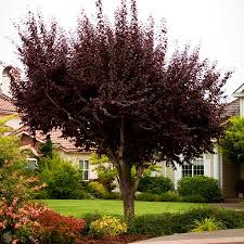 The plum tree is one of the many trees found in the hearthlands. Thundercloud Flowering Plum Tree Highly Fragrant Flowers And Dark Pu Online Orchards