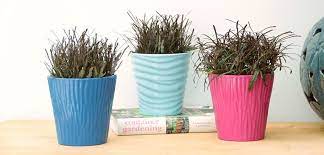 Pin On Indoor Plant Possibilities
