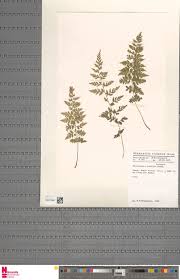 Image result for Crepidomanes chevalieri