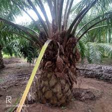Book your tickets online for chennai, bangalore, mumbai, kolkata, ahmedabad, etc. Estate Land For Sale Vissannapeta Sattupalli Road Andhra Pradesh Sfarmsindia Com