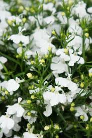 Consegna fiori bianchi a domicilio: Fiori Bianchi 15 Idee Per Un Giardino Luminoso Guida Giardino