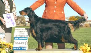 Our gordon setter puppies are $1800.00. Find A Gordon Setter Here Gordon Setter Expert