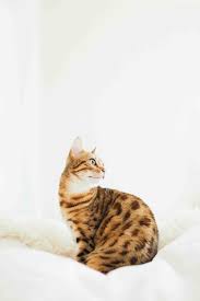 Professional pet sitters are experienced in looking after dogs, cats, birds, chickens, ducks, snakes prior cat sitting experience favorable. Cat Sitting In Austin Texas This Lil Dog Of Mine