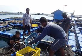 Budidaya Ikan Kakap Di Keramba Jaring Apung Kja Dinas Kelautan Dan Perikanan Provinsi Jawa Timur