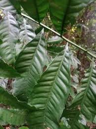 Image result for Lovoa swynnertonii