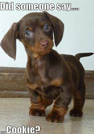 Adorable Black And Tan Dachshund Puppy I Don T Care What He Says This Pic Screams Adorable Cute Animals Puppies Cute Dogs
