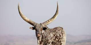 Afriforum directed an open letter to president cyril ramaphosa today in which the civil rights organisation requests an urgent meeting… Online Exclusive New Book On Cyril Ramaphosa S Cattle Farm Huffpost Uk News